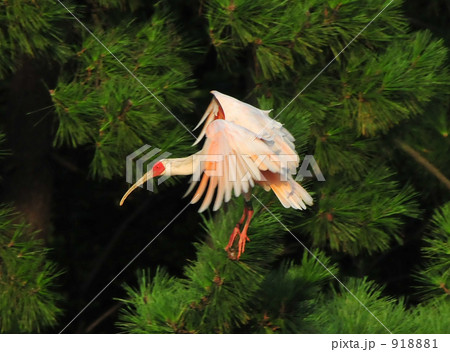 新潟市に飛来した放鳥トキ13番 新潟市に飛来した放鳥トキ13番 918881