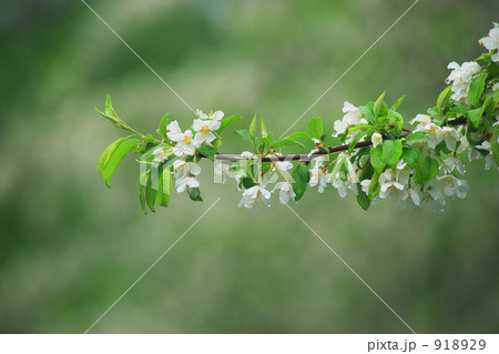 こなし咲く 918929