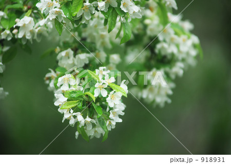 こなし咲く 918931