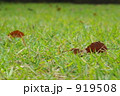 芝生と落ち葉 919508