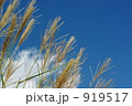 ススキと青空 919517