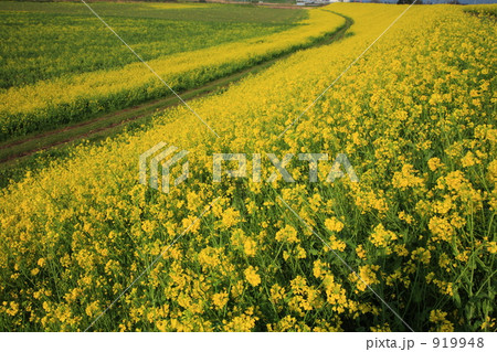 渡良瀬川堤の菜の花畑 919948