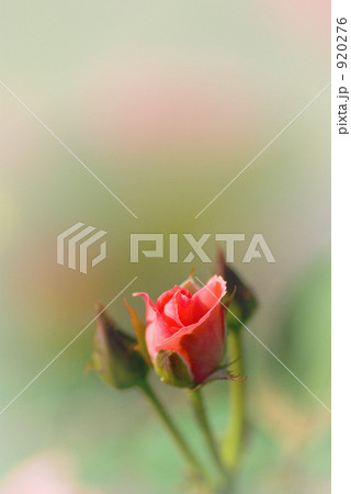 プリンセスアイコ 920276