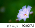 白いコスモス 920278