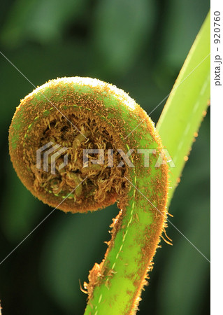 シダの若芽 シダの若芽 920760