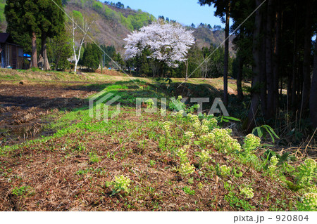 飯豊山麓玉川の一本桜 920804