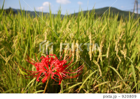 彼岸花と稲 彼岸花と稲 920809