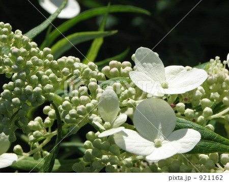 ノリウツギ　マクロ 921162