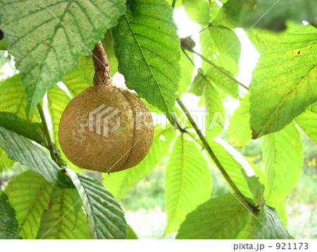 トチの実 921173