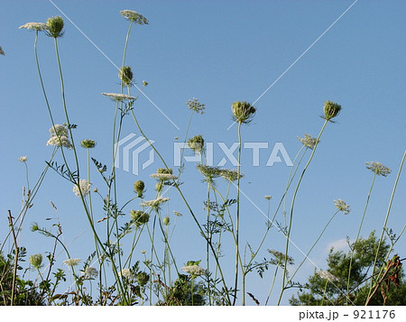 ノラニンジン ノラニンジン 921176