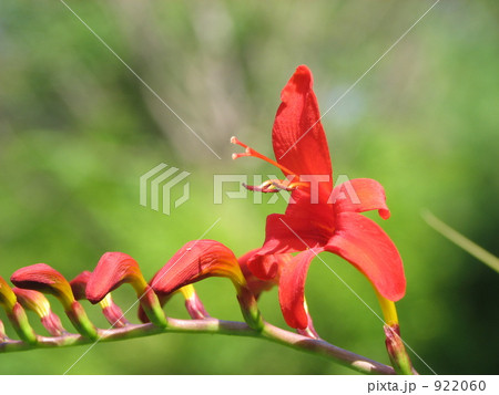 ヒメヒオウギズイセン 922060