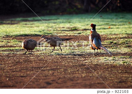 野生のキジ（つがい） 922103