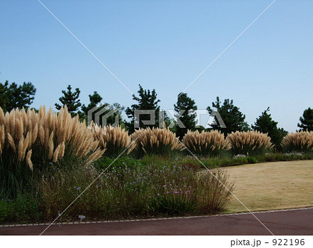 パンパスグラス パンパスグラス 922196