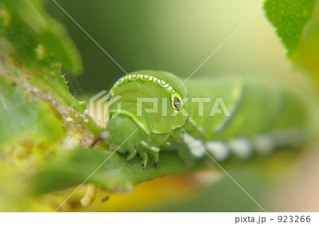アゲハの幼虫 923266