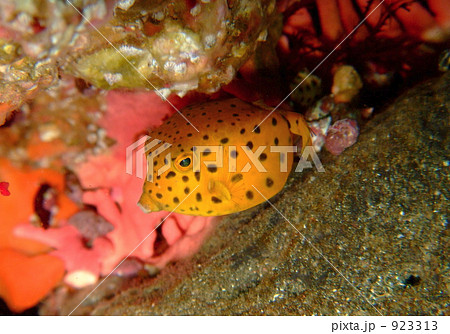 ミナミハコフグの瞳 923313