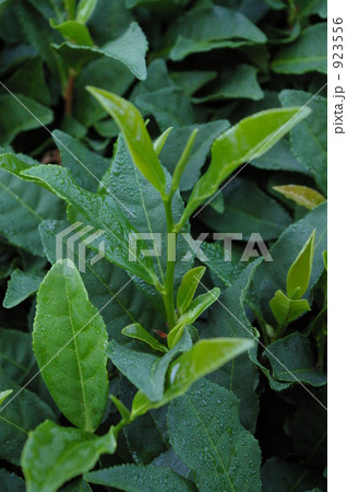 新茶 923556