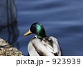 カモの観察 923939