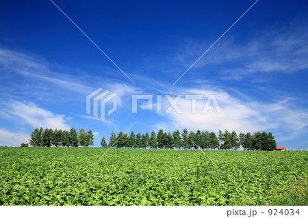 マイルドセブンの丘 924034