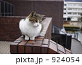 猫の観察 924054