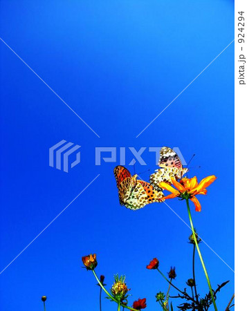 Cosmos and a butterfly Cosmos and a butterfly 924294