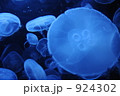 くらげ 924302