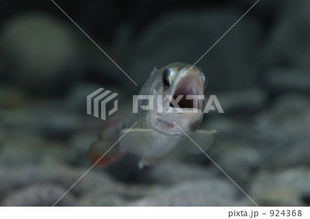 ヤマメのホバーリング ヤマメのホバーリング 924368