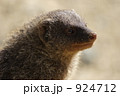 マングースの観察 924712