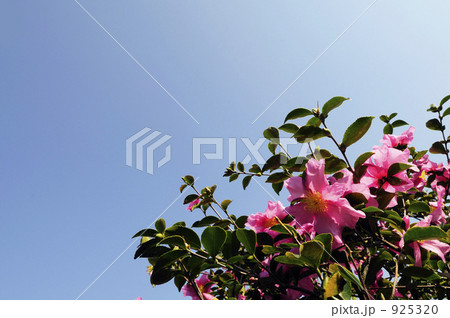 空と花 空と花 925320