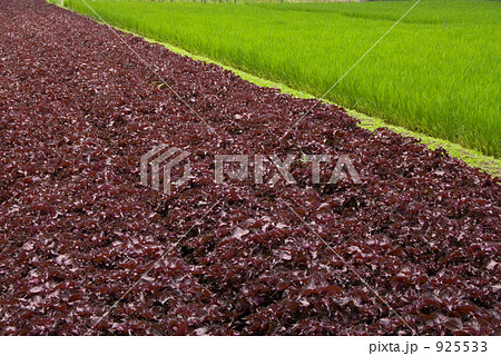 しそ畑と田んぼ 925533
