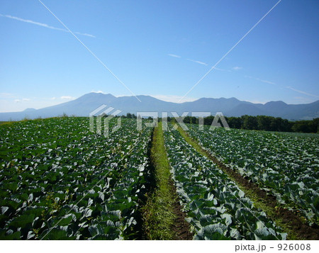 キャベツ畑 926008