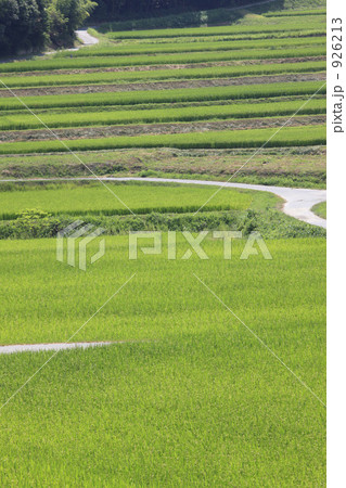 棚田 棚田 926213