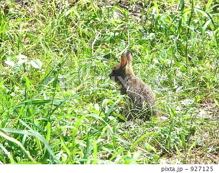 野うさぎ うさぎ 陸の哺乳類の写真素材