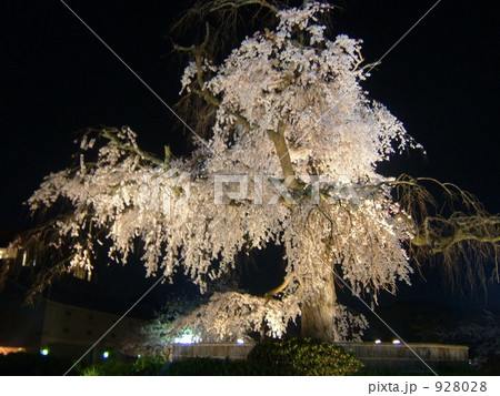 京都、円山公園での夜桜ライトアップ 京都、円山公園での夜桜ライトアップ 928028