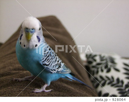 幸せの青い鳥 幸せの青い鳥 928064