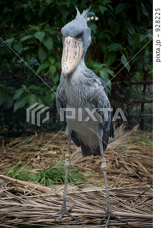 ハシビロコウ 928225