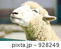 ご満悦のヒツジさん 928249