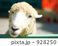 可愛い羊さん 928250