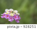 ランタナ 928251