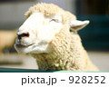 満足そうな羊さん 928252
