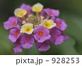 ランタナ 928253