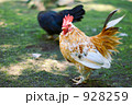ニワトリとしゃも 928259