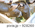 カップルのロバ 928260