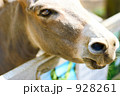 ロバのアップ 928261