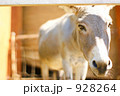 ロバとご対面 928264