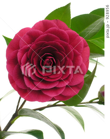 ツバキ ツバキ 928956