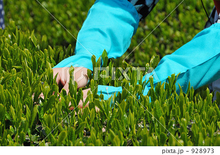 茶摘みの頃 928973