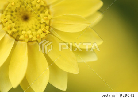 お花の中のお花畑 お花の中のお花畑 929041