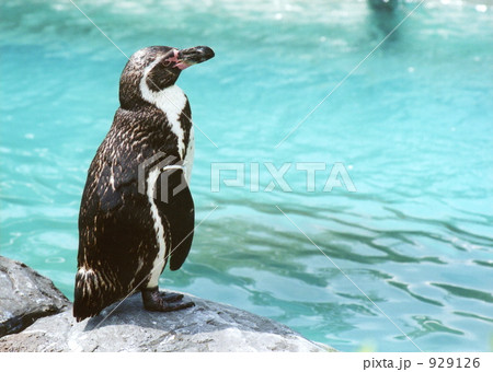 ペンギン ペンギン 929126