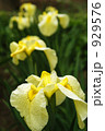 菖蒲の花 929576