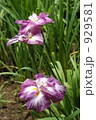 菖蒲の花 929581